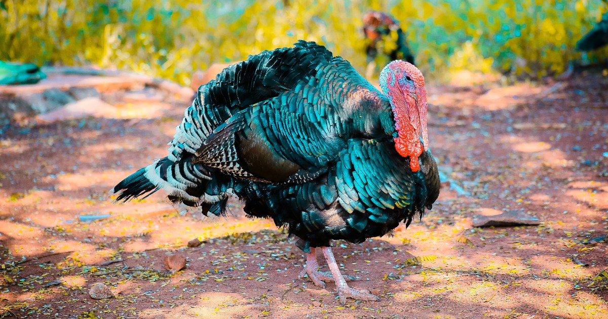 A turkey