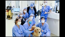 Sampson therapy dog Queen's Health Systems