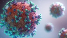 Photo of a COVID-19 virus