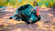A turkey