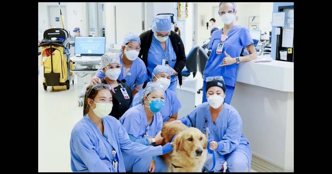 Sampson therapy dog Queen's Health Systems Sampson therapy dog Queen's Health Systems