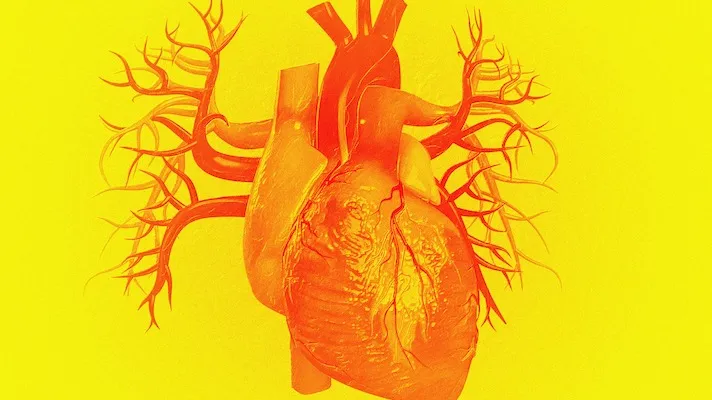 Heart illustration
